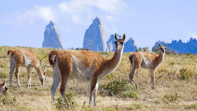 Guanacos Claudio Vidal