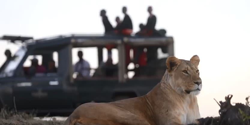 Lioness on the game drive