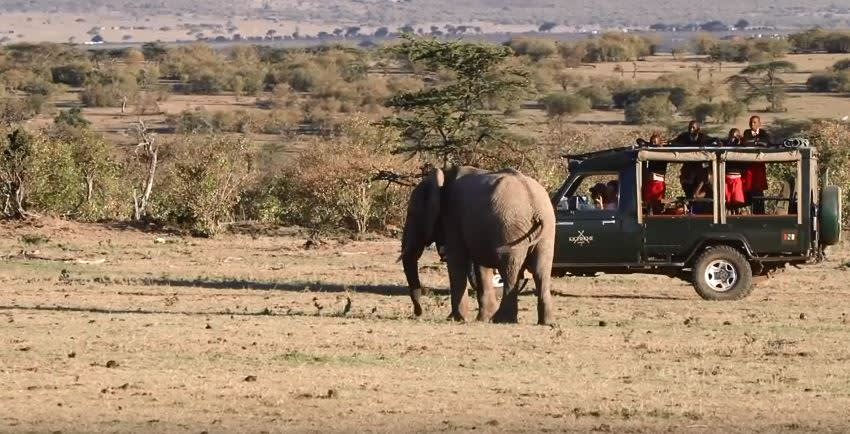 Elephants on the game drive