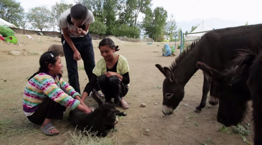 Meeting the donkeys