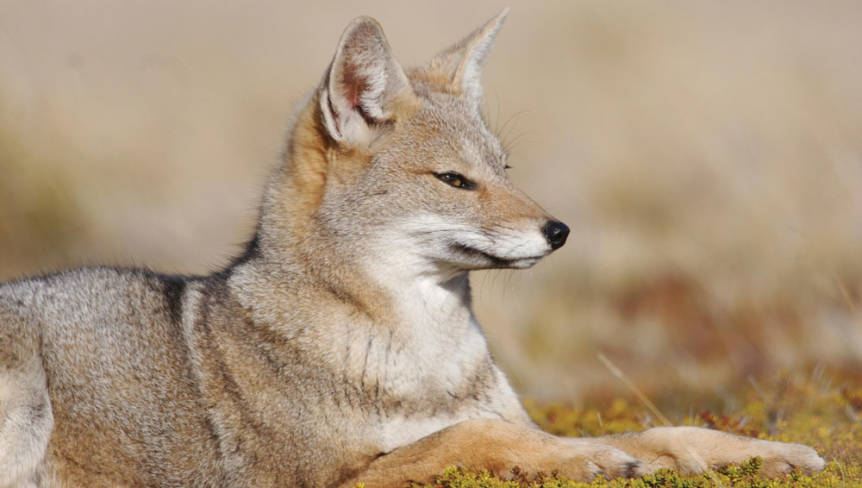 Patagonian Fox