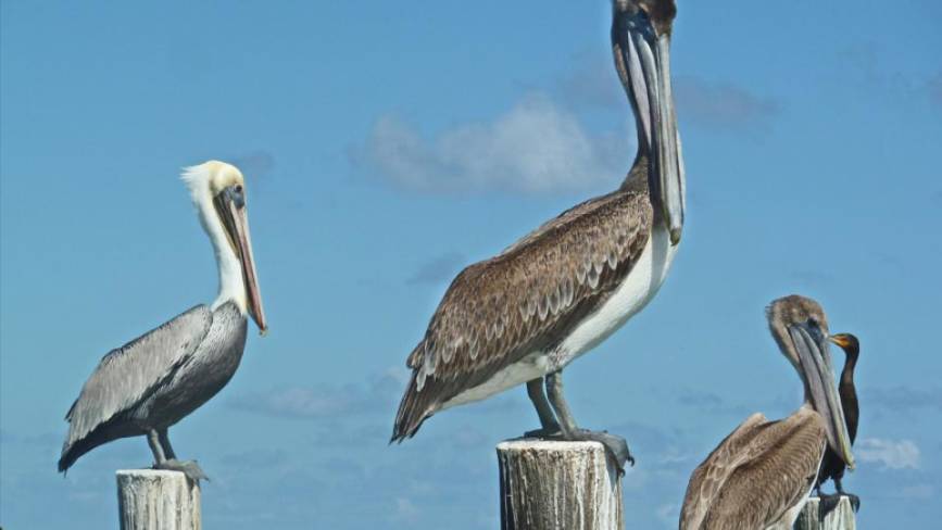 belize_barrier_reef-cropped