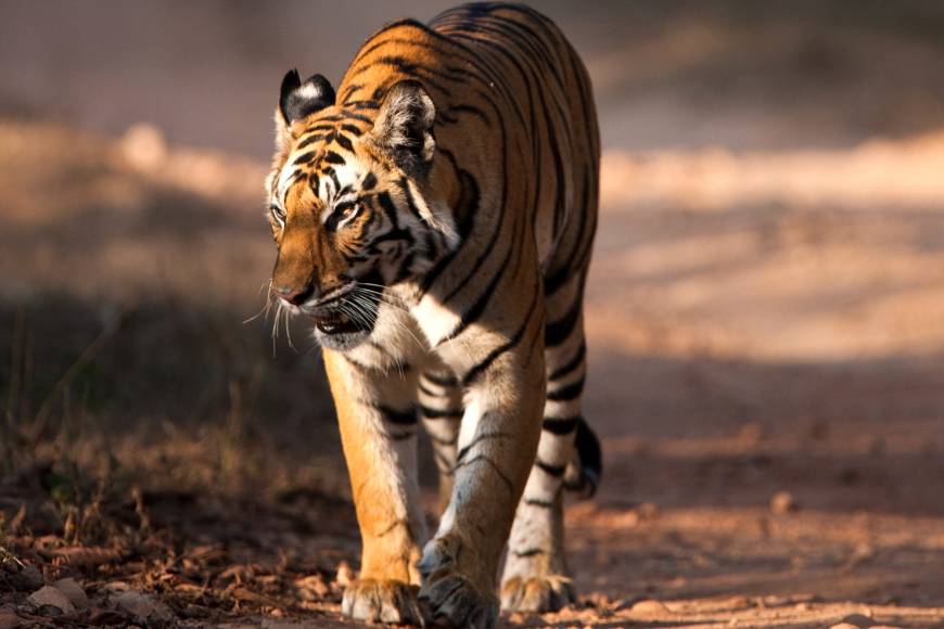 exodus tiger safari