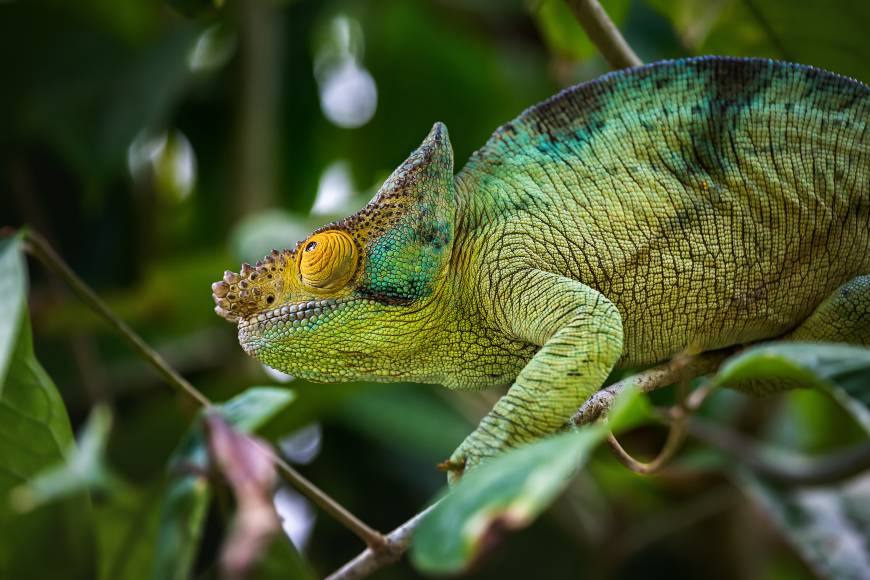 Madagascan Discoverer Exodus