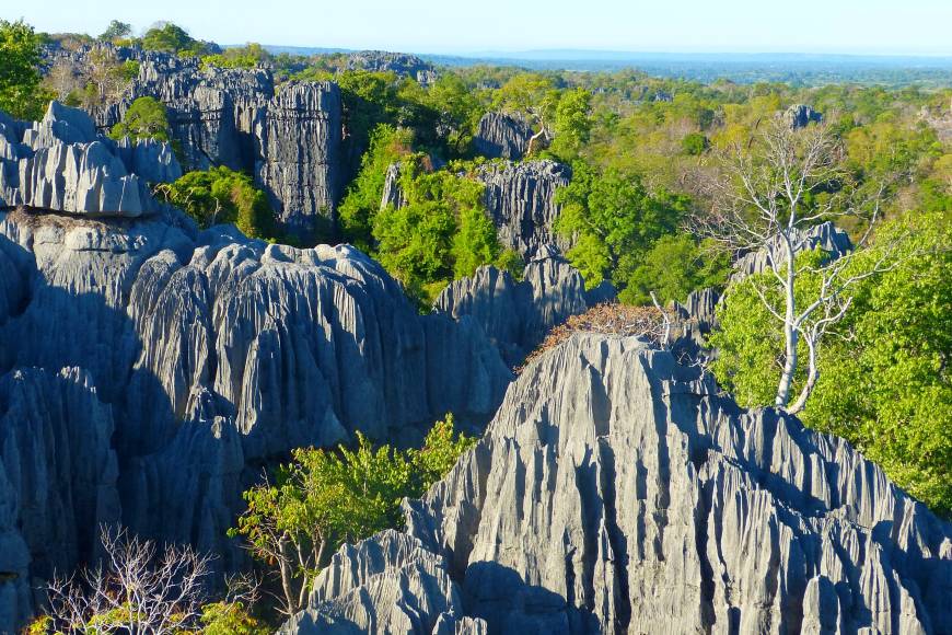 Madagascan Discoverer Exodus