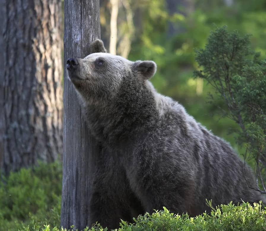 Wild bear in Finland