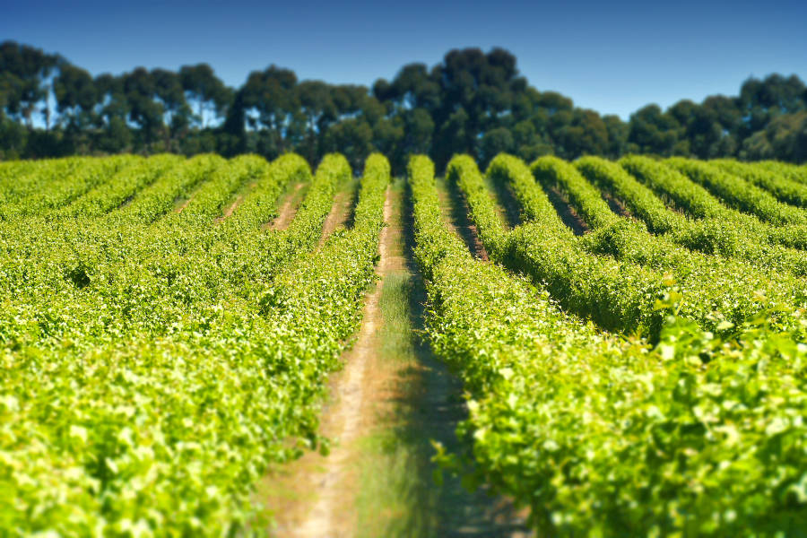 McLaren Vale vintur Læs mere her Rejser