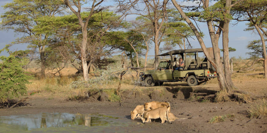 safari tanzania eller kenya