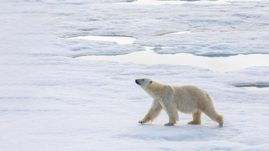 Polar Bear walking on ice (captured with a telephoto lens). Photo by Michelle Sole.