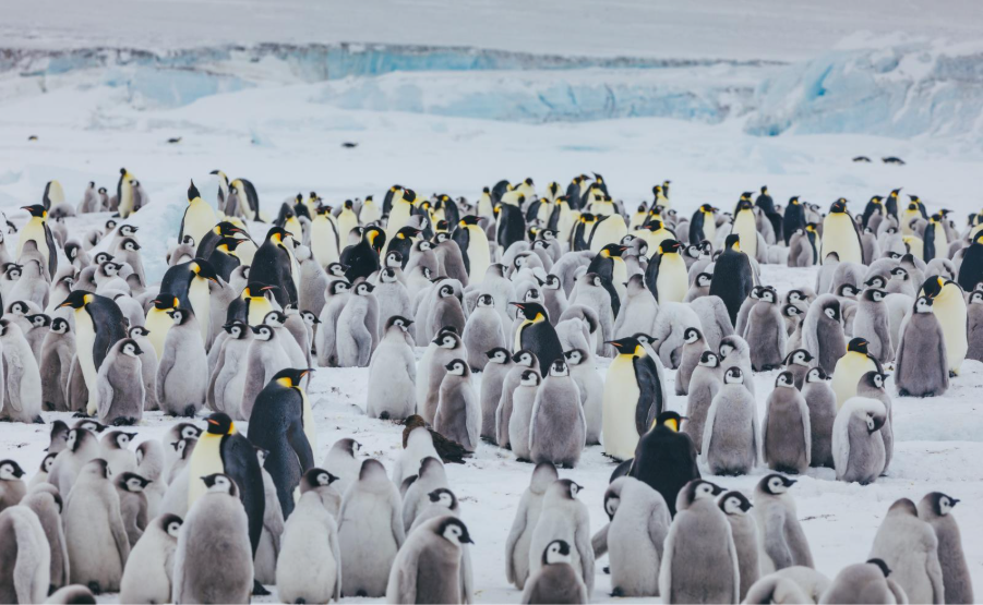 Emperor Penguin colony in Snow Hill. Photo by David Merron.