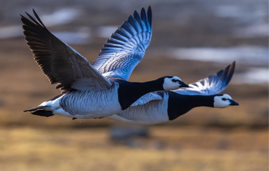 Bird Migration Stories: Barnacle Geese in Svalbard 