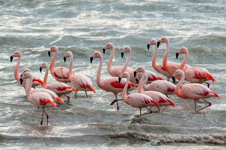 Photo of flamboyance of flamingos in Patagonia. 