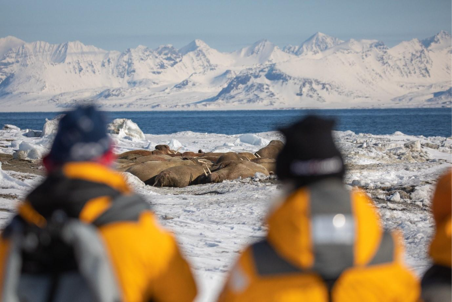 Guests spotted a huddle of walruses in Svalbard. Photo by Michelle Sole.