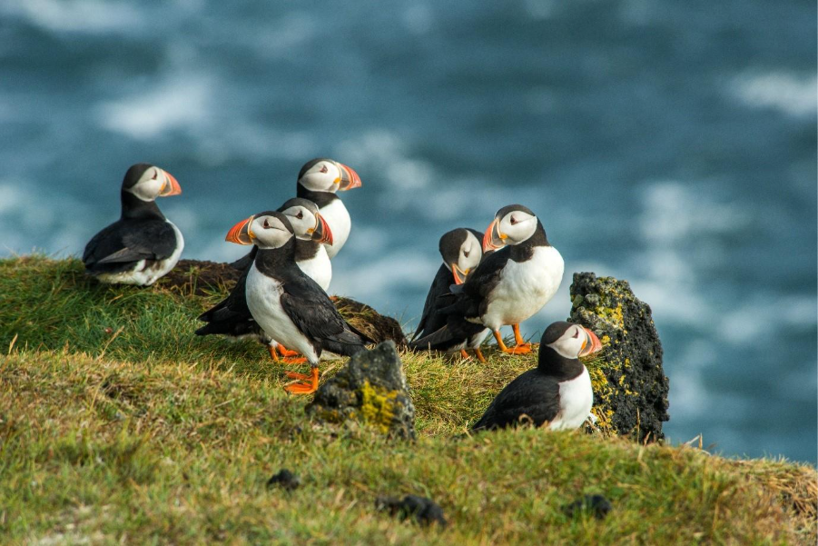 Picture of a circus of Atlantic puffins in Iceland. 