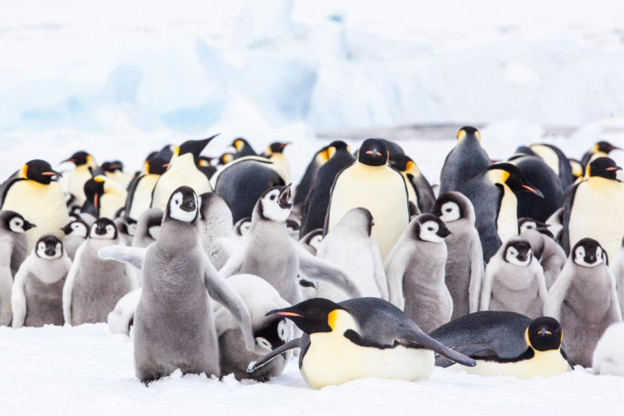 Close-up of Emperor penguins and chicks. Photo by Sam Crimmin.