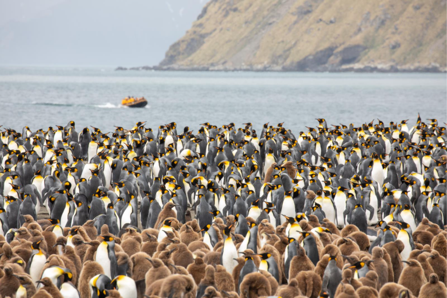 King penguin colonies with Zodiac in background. Photo by Michelle Sole. 