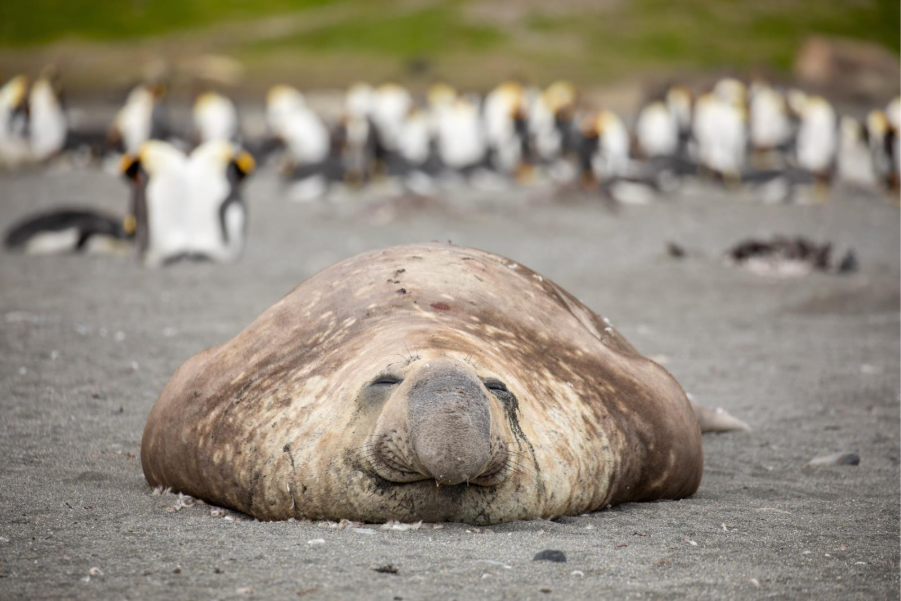 Close-up of Elephant Seal. Photo by Michelle Sole.
