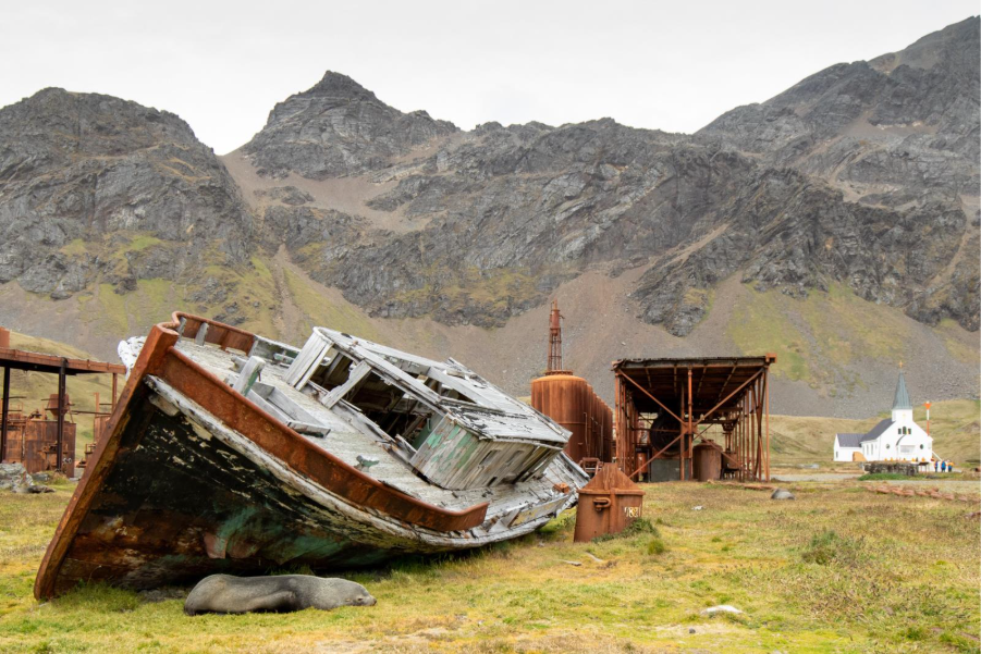 Explore South Georgia, the Galápagos of the Southern Ocean 