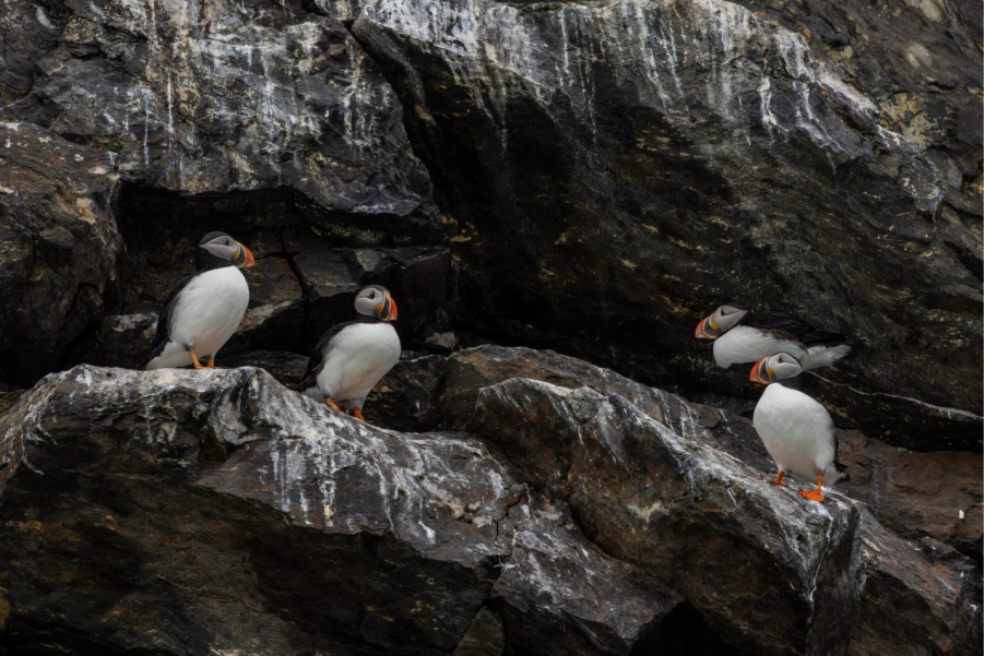 Puffins resting on cliff edge. Photo by Michelle Sole.
