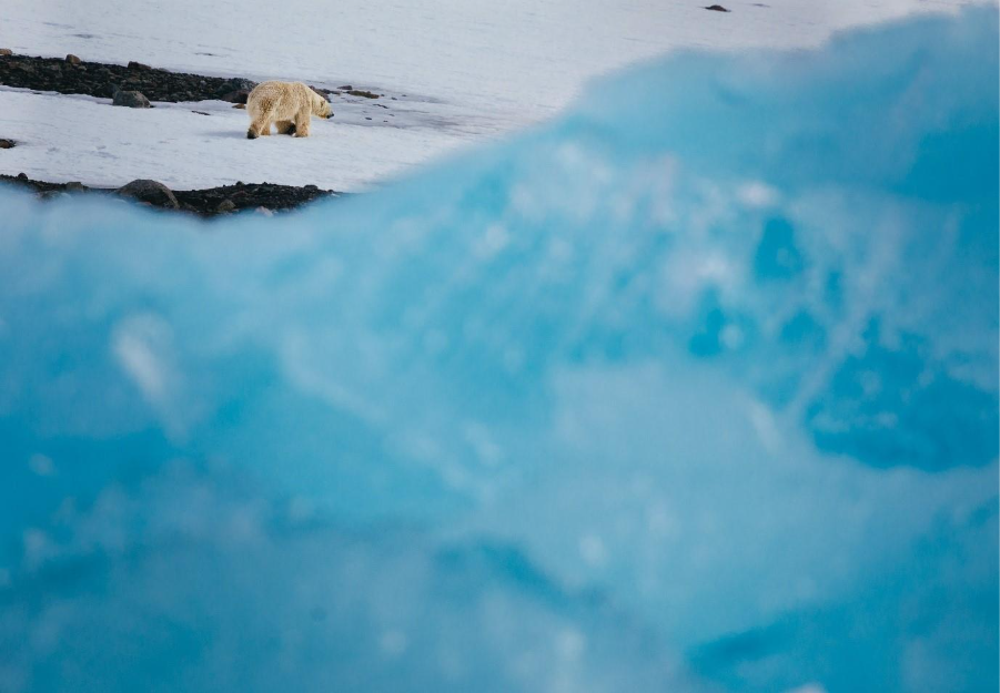 Polar Bear in Svalbard (captured with a telephoto lens). Photo by David Merron.