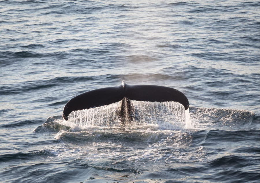 Close-up of Humpback whale fluke in Arctic waters. Photo by Acacia Johnson. 