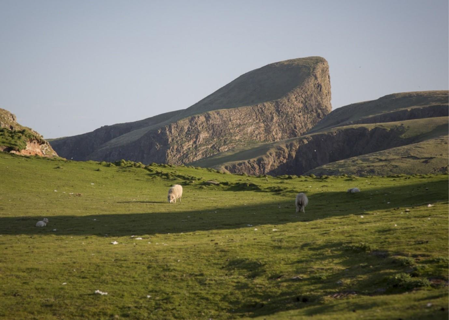 Animals grazing in green field of Scotland 