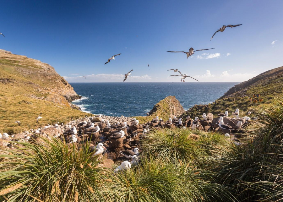 Albatross resting on green field 