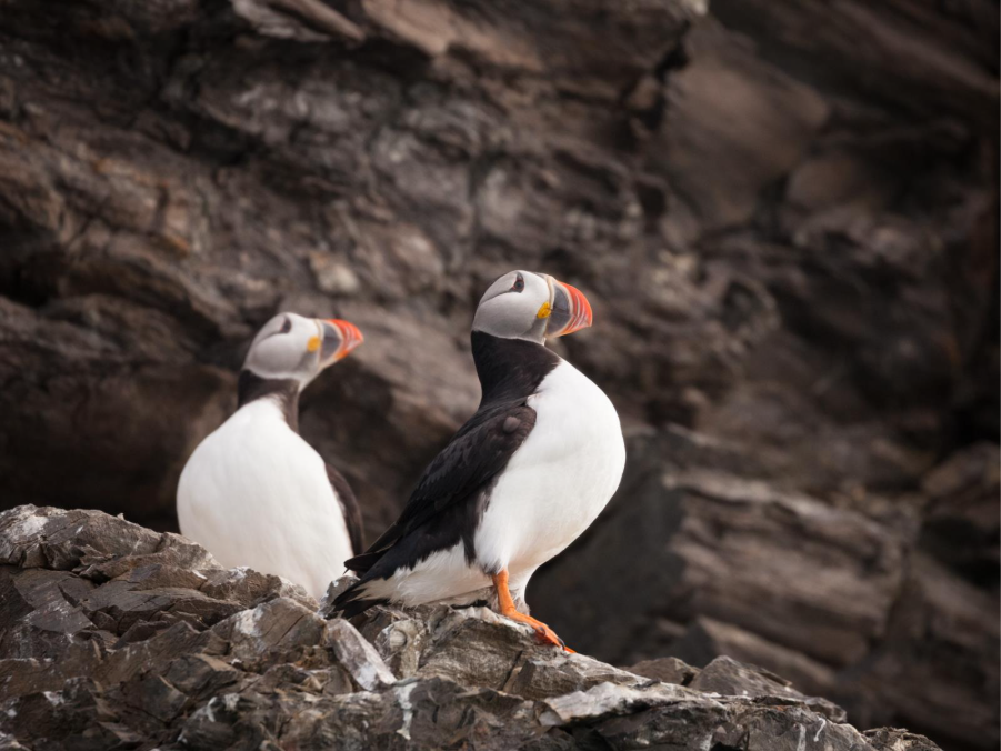 Fair Isle: The Ultimate Hidden Gem for Viking History and Seabird Lovers 