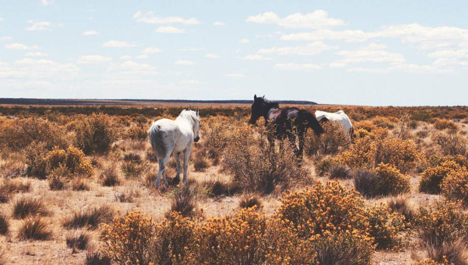 Patagonia