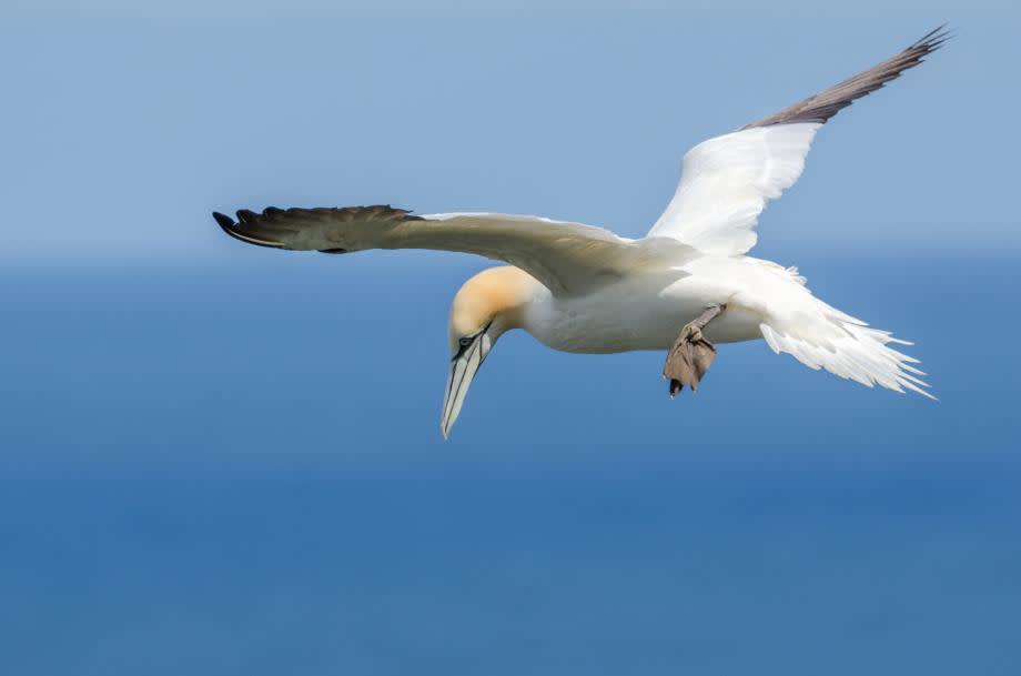 Australian Gannet fågel Nya Zeeland