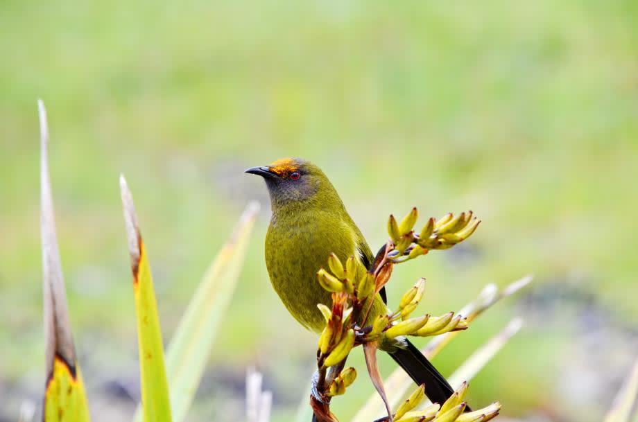 Bellbird fågel Nya Zeeland