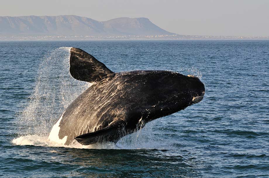 Whale off the coast of South Africa