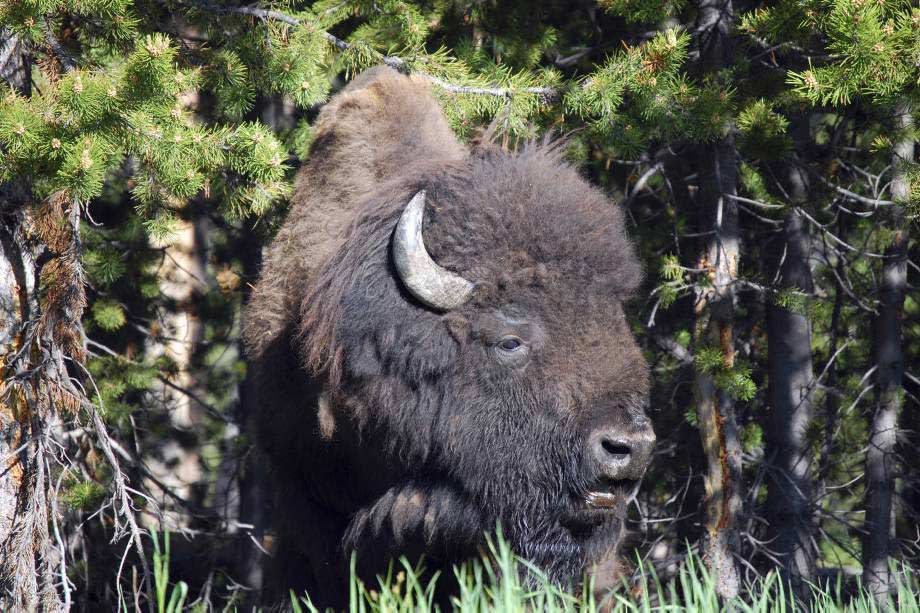 Yellowstone Wildlife Trek