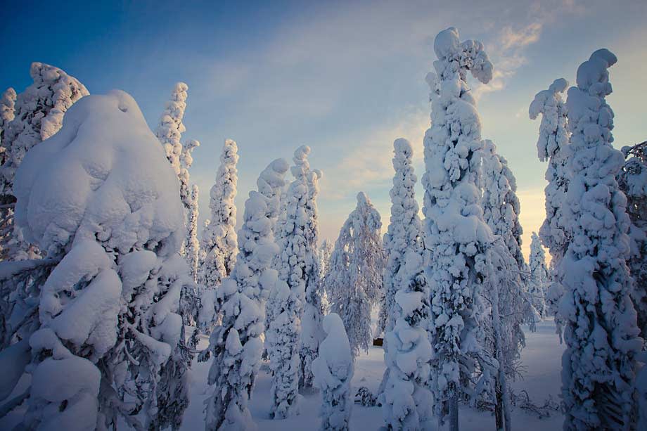 Snow-laden trees of Finland