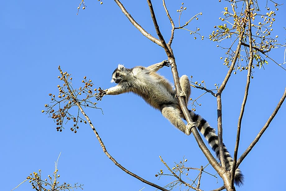 Animals in Focus: Lemur Facts