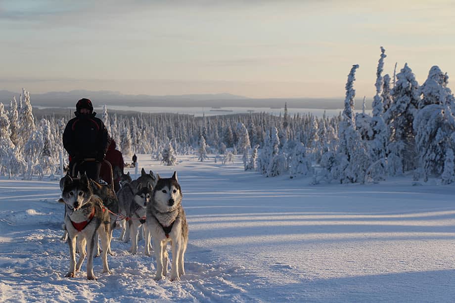 Dogsledding, Oulanka National Park