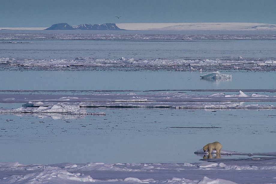 Polar bear, Spitsbergen