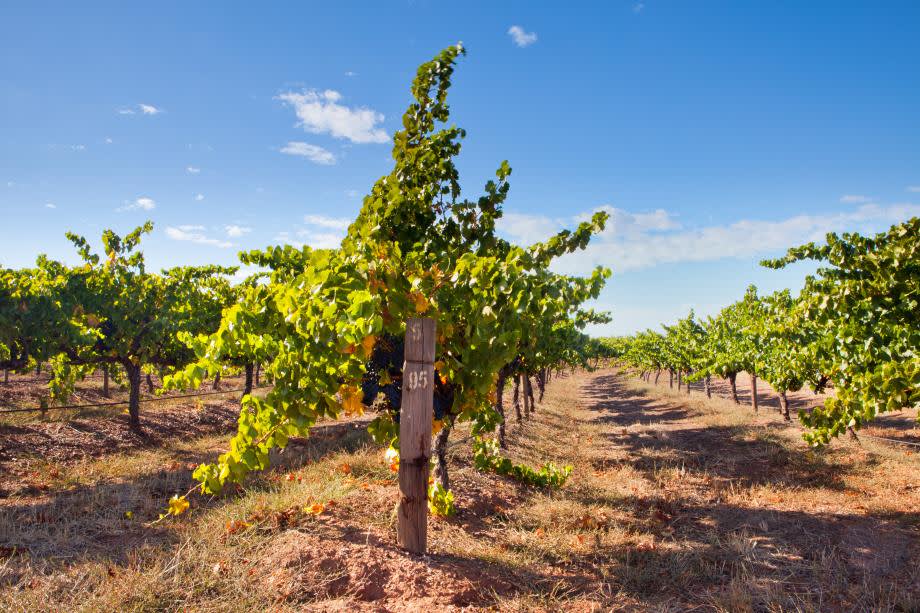 Barossa Valley vinregion South Australia