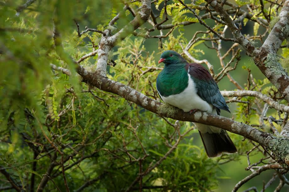 New Zealand Wood Pigeon fågel nya zeeland