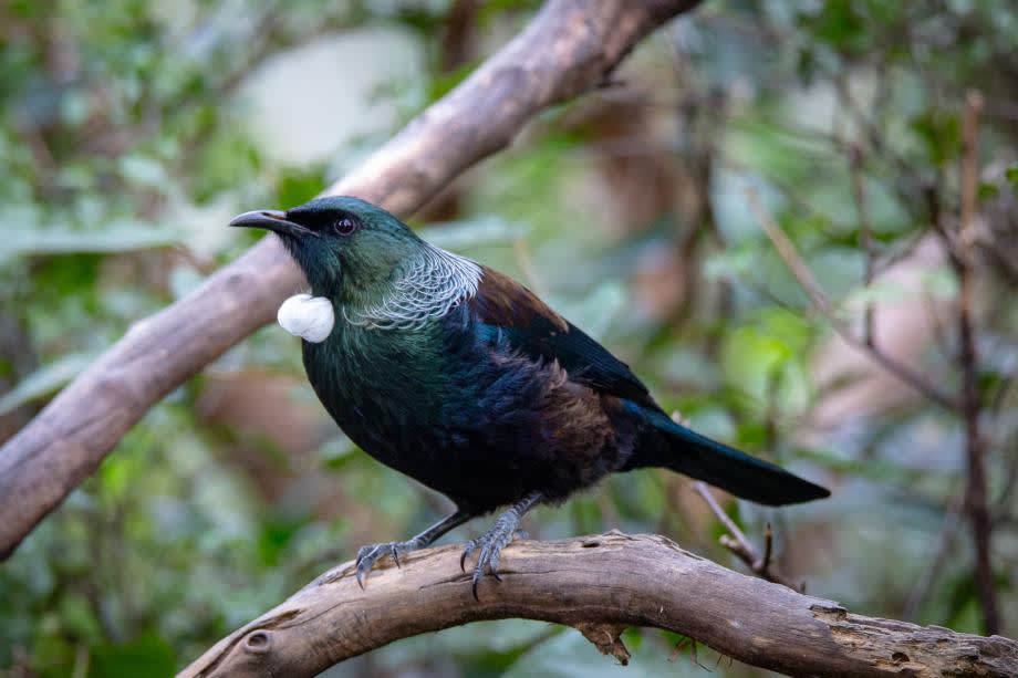 Tui fågel Nya Zeeland