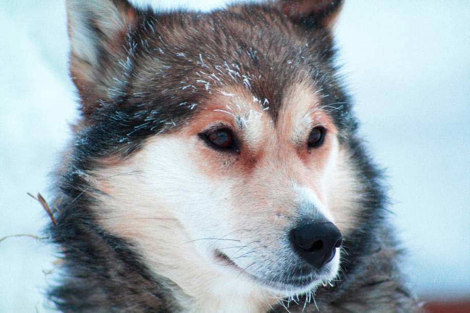 Mirror, Signal, “Mush – Arctic Dogsledding