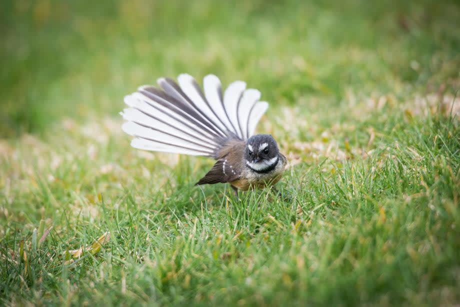 Fantail fågel Nya Zeeland