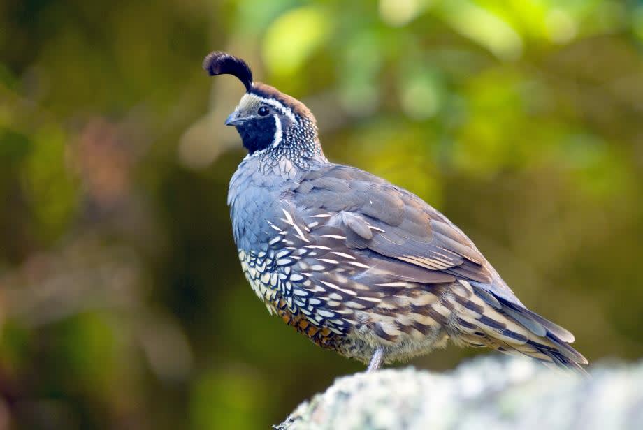 California Quail fågel Nya Zeeland