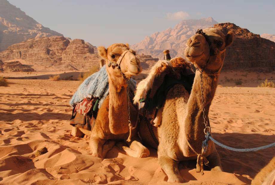 camels in the desert