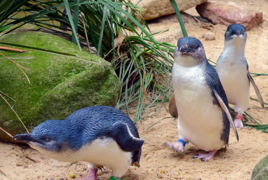 Little Blue Pengiun Nya Zeeland