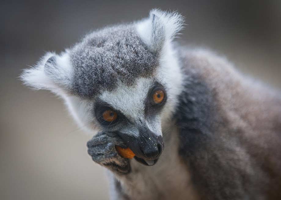 Animals in Focus: Lemur Facts