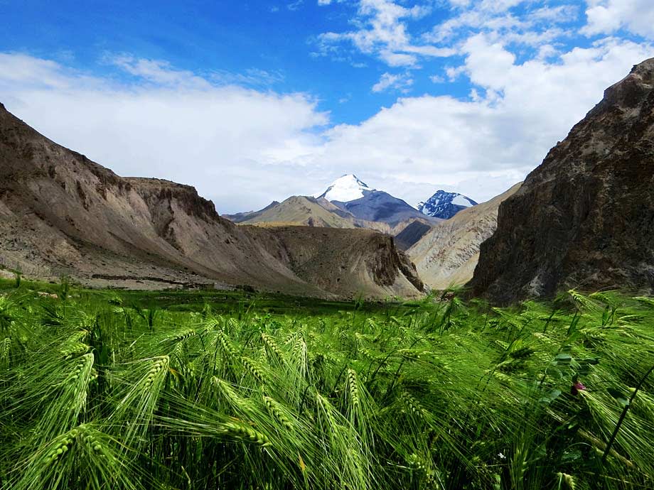 Barley fields on the Markha Valley trek