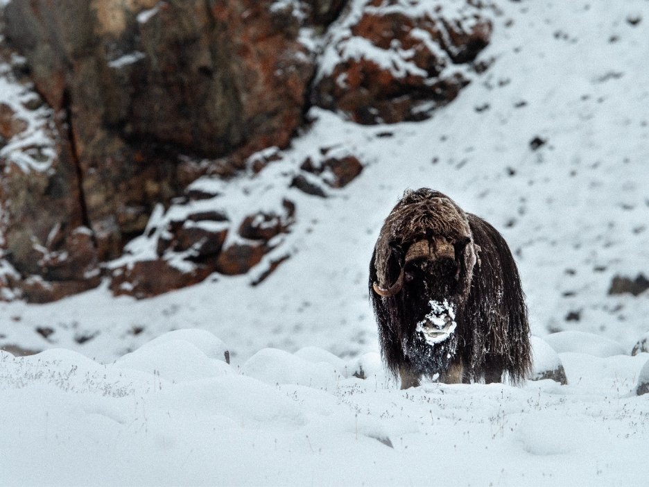 Arctic Foxes and Musk Oxen: Life on the Tundra’s Edge