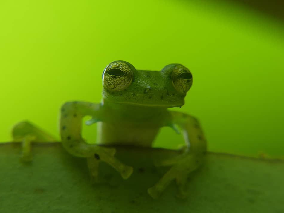 glass frog