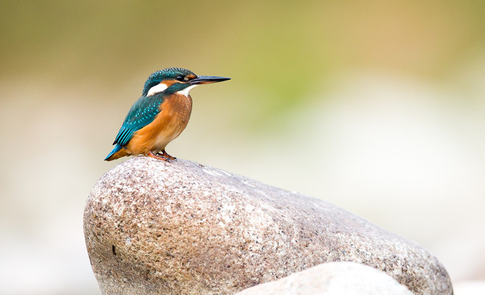 Laten we samenwerken om het Canal du Midi te beschermen